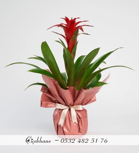 Somon Bukek Kağıtlı Guzmania