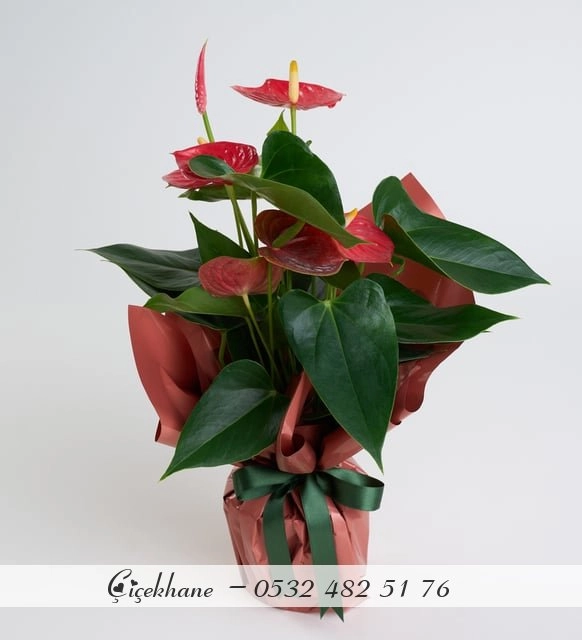 Somon Buket Kağıtlı Antoryum