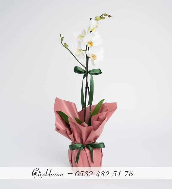 Somon Buket Kağıtlı Tek Dal Orkide