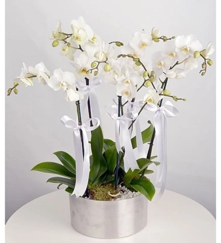 6 Dal Orkide