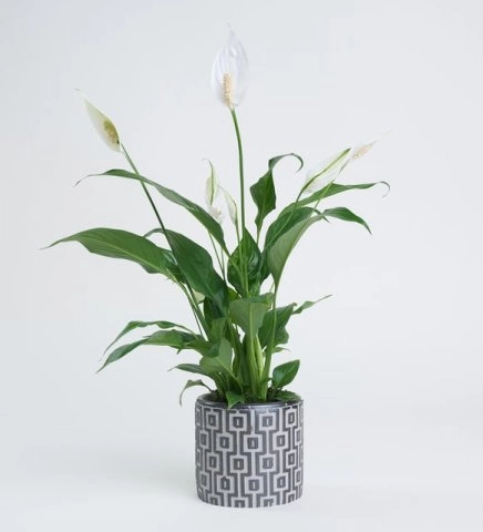 Barış Çiçeği Spathiphyllum (Spatifilyum)