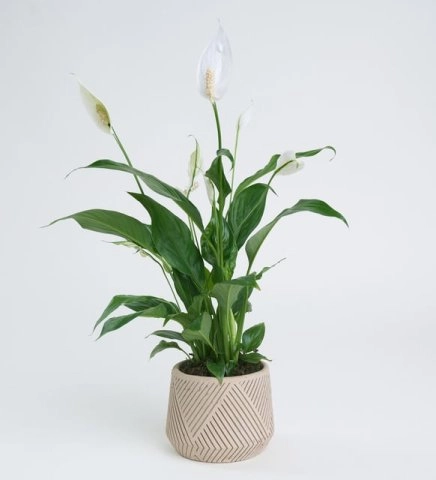 Barış Çiçeği Spathiphyllum (Spatifilyum)