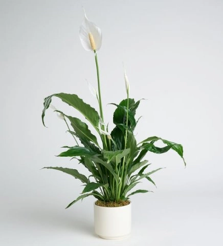 Barış Çiçeği Spathiphyllum (Spatifilyum)