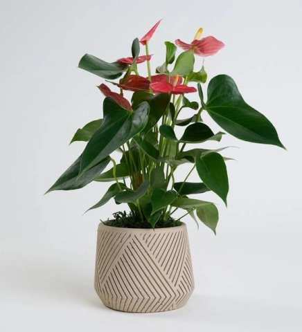 Beton Saksıda Antoryum