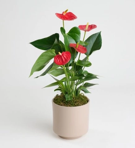 Beton Saksıda Antoryum