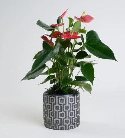 Beton Saksıda Antoryum