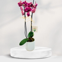 Beton Saksıda Ateş Orkide