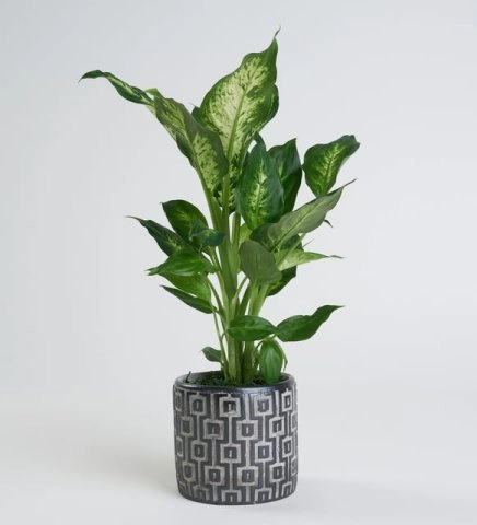 Beton Saksıda Difenbahya