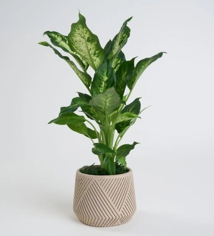 Beton Saksıda Difenbahya