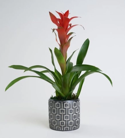 Beton Saksıda Guzmania