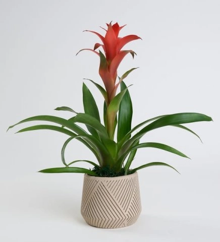 Beton Saksıda Guzmania