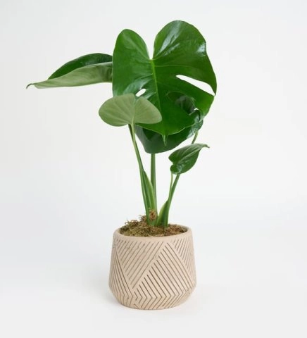 Beton Saksıda Monstera