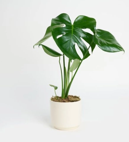 Beton Saksıda Monstera