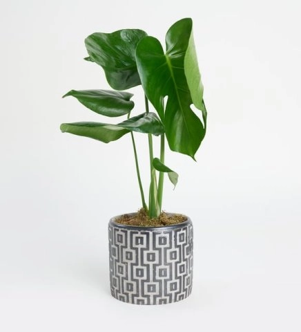 Beton Saksıda Monstera