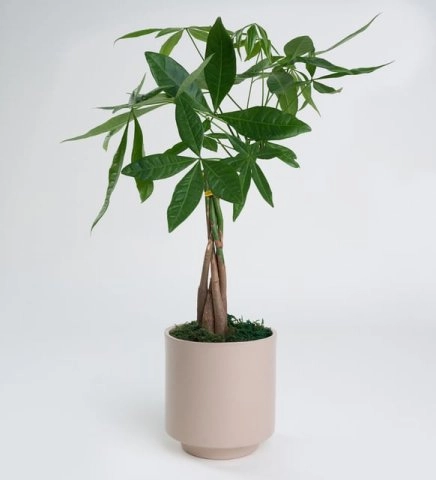 Beton Saksıda Pachira