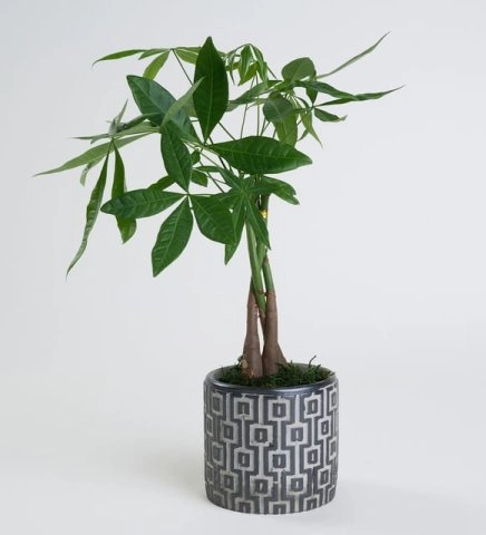 Beton Saksıda Pachira