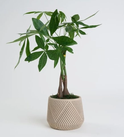 Beton Saksıda Pachira