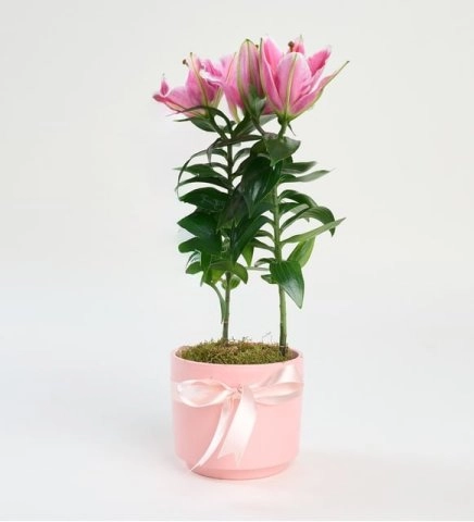 Beton Saksıda Pembe Saksı Lilyum