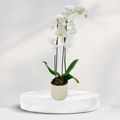 Beyaz Beton Saksıda Çift Dal Orkide
