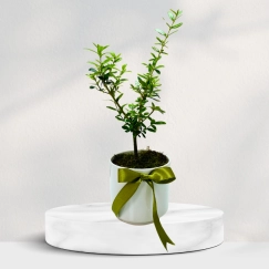 Beyaz Beton Saksıda Zeytin Ağacı