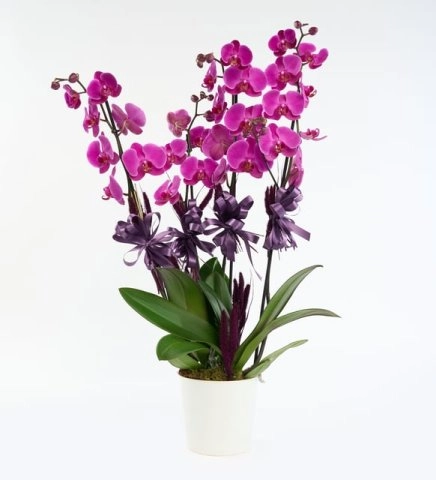 Beyaz Seramik Saksıda 4 Dal Mor Orkide