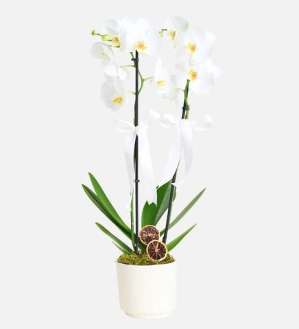 Beyaz Seramik Saksıda Çift Dal Beyaz Orkide