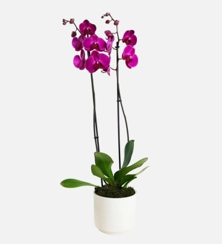 Beyaz Seramik Saksıda Mor Çift Dal Orkide