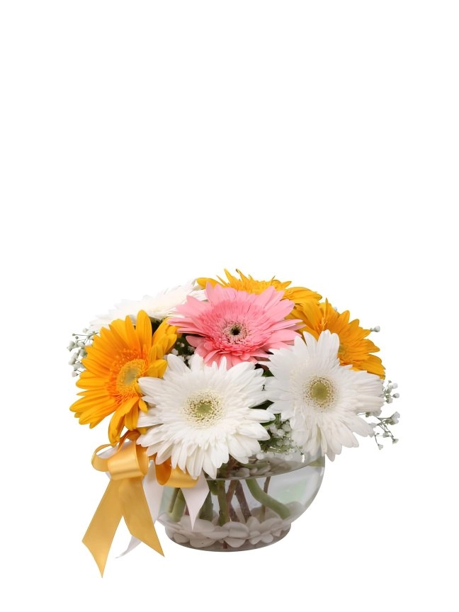 Cam Fanusta Gerberalar