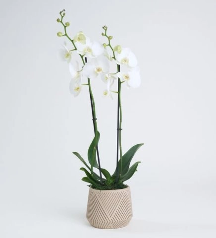 Çizgi Desenli Beton Saksıda Çift Dal Beyaz Orkide