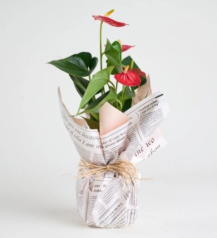 Gazete Kağıtlı Antoryum