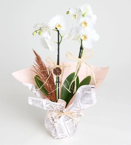 Gazete Kağıtlı Çift Dal Beyaz Orkide