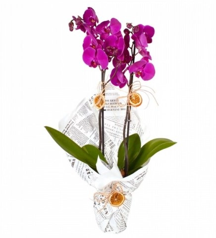 Gazete Kağıtlı Çift Dal Mor Orkide
