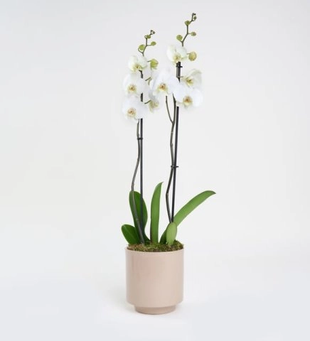 Gri Beton Saksıda Çift Dal Beyaz Orkide