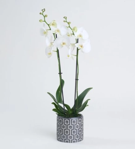 Kare Desenli Beton Saksıda Çift Dal Beyaz Orkide