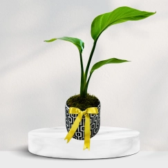 Kare Desenli Saksıda Starliçe