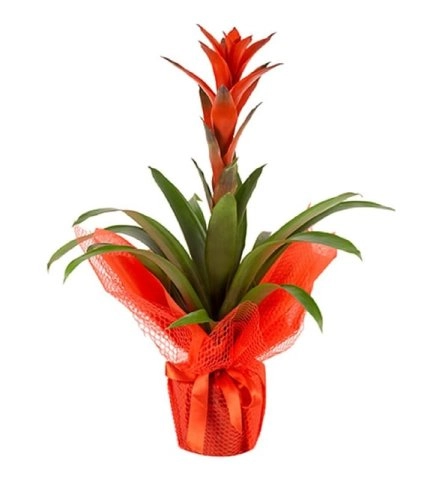 Kırmızı Elyafa Sarılı Guzmania