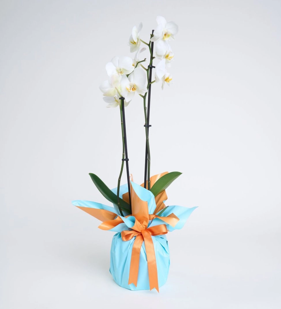 Mavi-Turuncu Buket Kağıtlı Çift Dal Beyaz Orkide