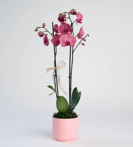 Pembe Beton Saksıda Ateş Rengi Çift Dal Orkide