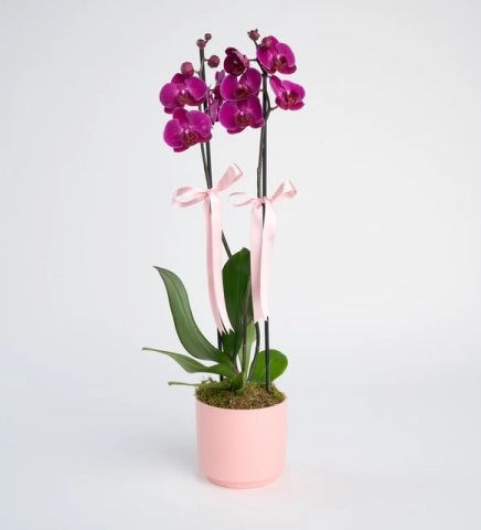 Pembe Beton Saksıda Mor Çift Dal Orkide