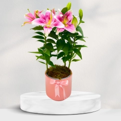 Pembe Beton Saksıda Pembe Lilyum