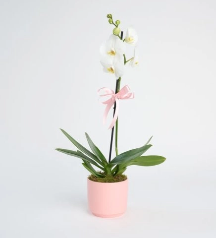 Pembe Beton Saksıda Tek Dal Orkide
