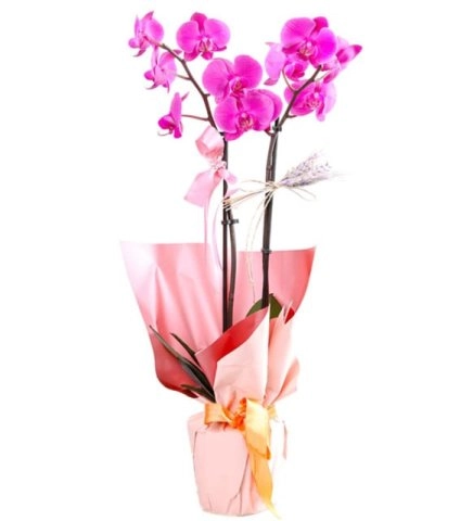Pembe Buket Kağıtlı Mor Çift Dal Orkide