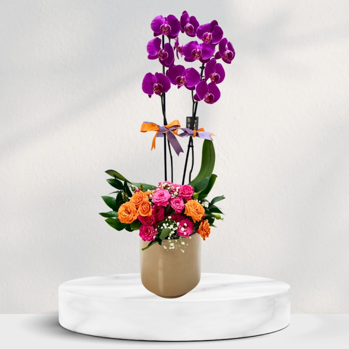 Saksıda Çift Dal Mor Orkide