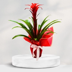 Saksıda Guzmania