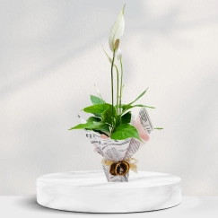 Saksıda Spatifilyum