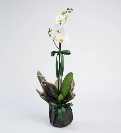 Saksıda Tek Dal Orkide