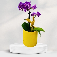 Sarı Beton Saksıda Mini Orkide