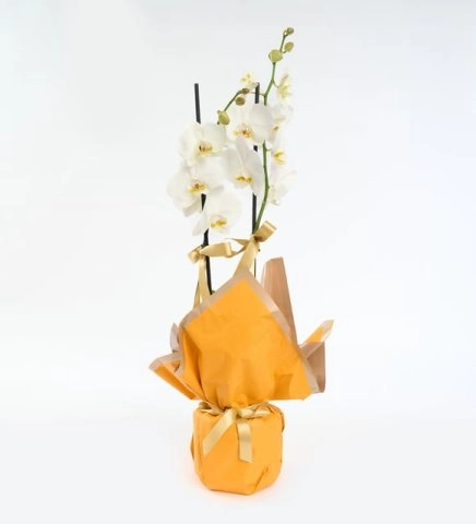 Sarı Buket Kağıtlı Ç:ift Dal Beyaz Orkide