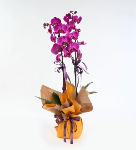Sarı Buket Kağıtlı Çift Dal Mor Orkide