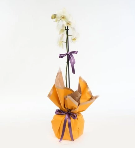 Sarı Buket Kağıtlı Tek Dal Orkide